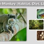 Tamarin Monkey: Habitat, Diet, Lifespan & Fascinating Facts