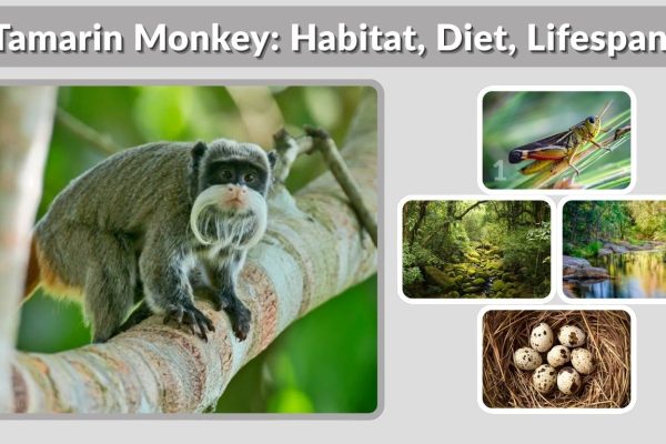 Tamarin Monkey: Habitat, Diet, Lifespan & Fascinating Facts