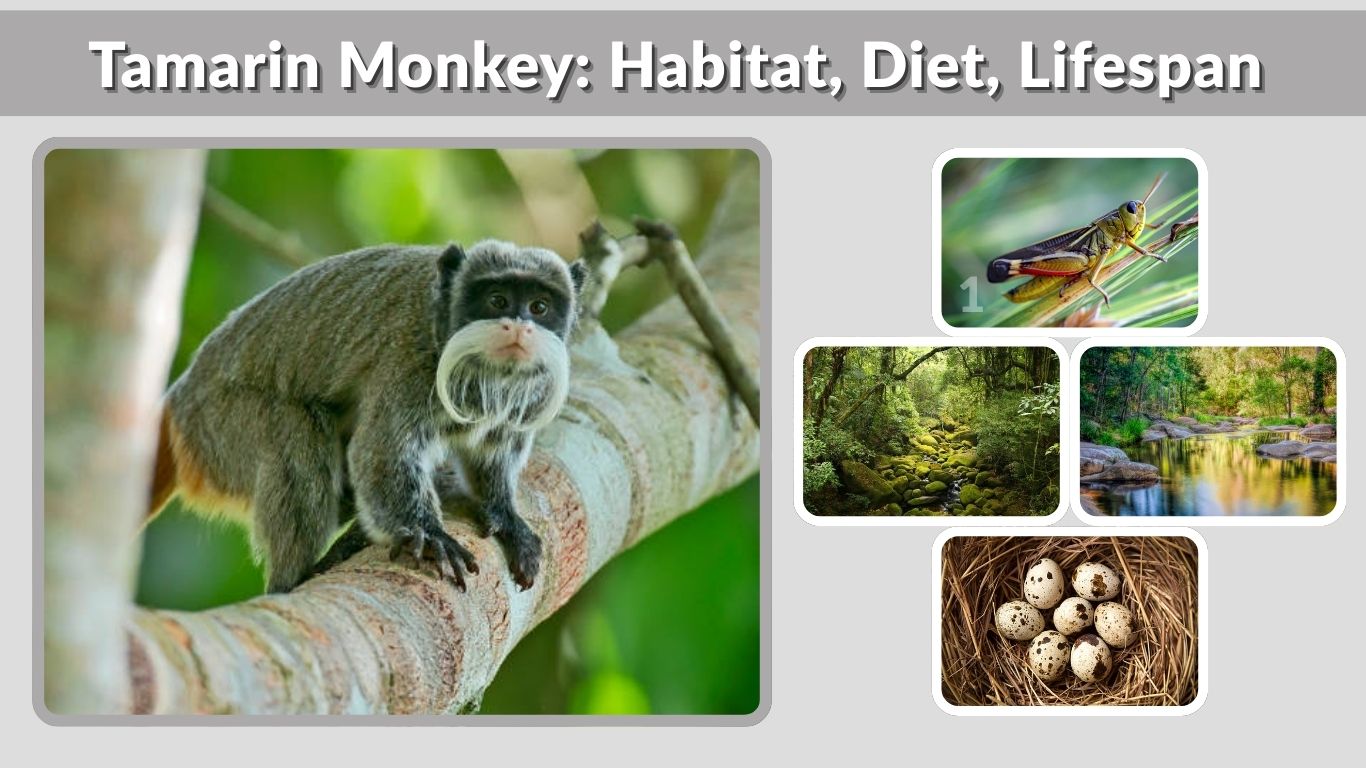 Tamarin Monkey: Habitat, Diet, Lifespan & Fascinating Facts