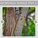 Marmoset Monkey: Habitat, Diet, Lifespan & Fascinating Facts