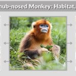 Golden Snub-nosed Monkey: Habitat, Behavior & Fascinating Facts