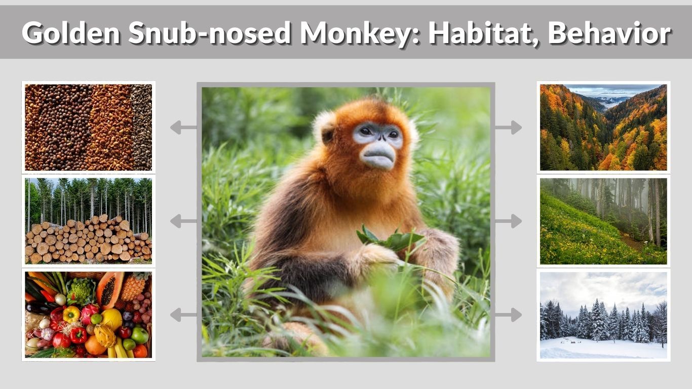 Golden Snub-nosed Monkey: Habitat, Behavior & Fascinating Facts