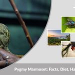 Pygmy Marmoset: Facts, Diet, Habitat, Lifespan & Baby Behavior