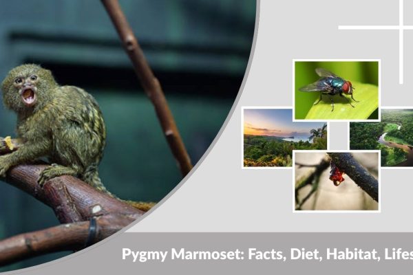 Pygmy Marmoset: Facts, Diet, Habitat, Lifespan & Baby Behavior