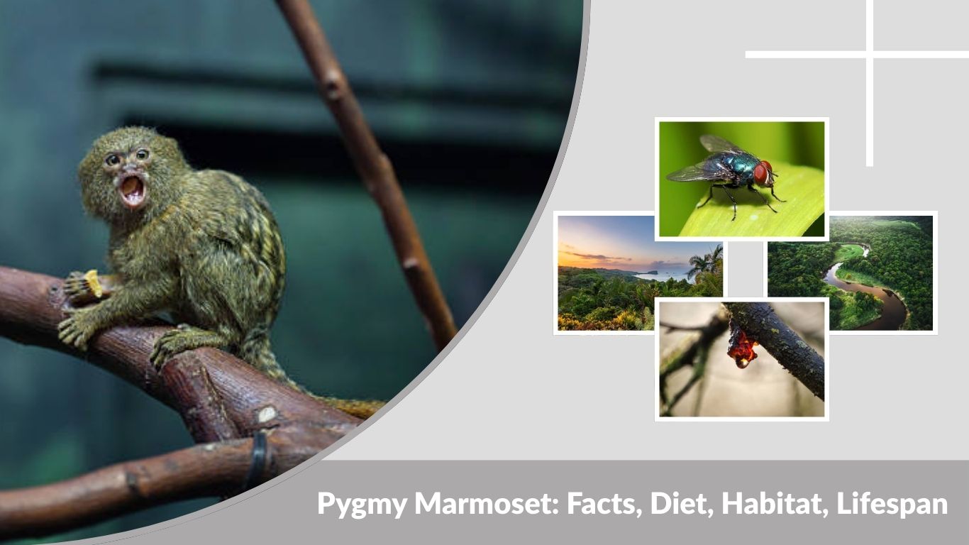 Pygmy Marmoset: Facts, Diet, Habitat, Lifespan & Baby Behavior