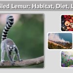 Ring-Tailed Lemur: Habitat, Diet, Lifespan, Life Cycle & Facts