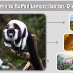Black-and-White Ruffed Lemur: Habitat, Diet, Lifespan & Facts