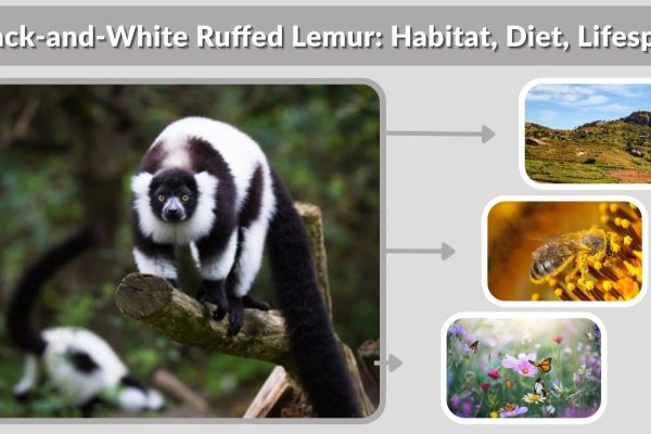 Black-and-White Ruffed Lemur: Habitat, Diet, Lifespan & Facts