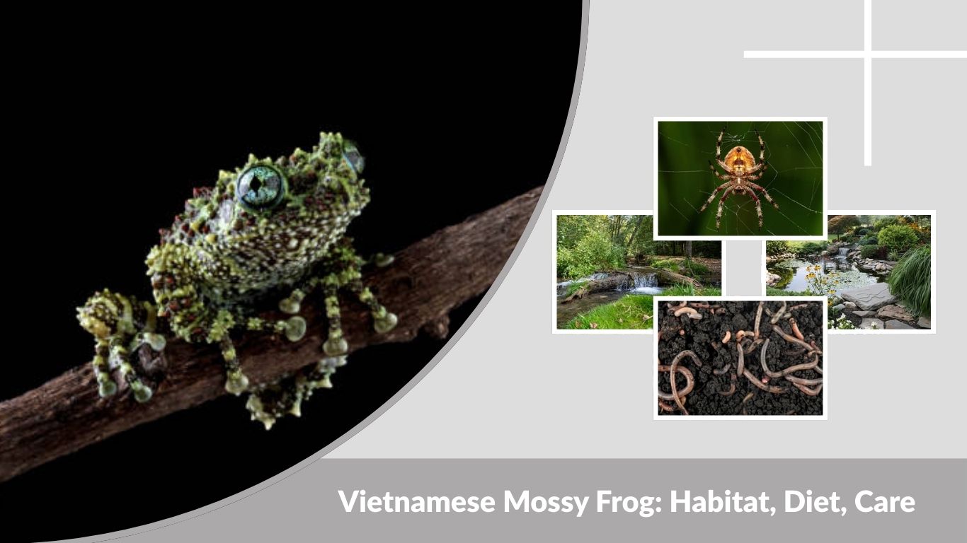 Vietnamese Mossy Frog: Habitat, Diet, Care & Lifespan