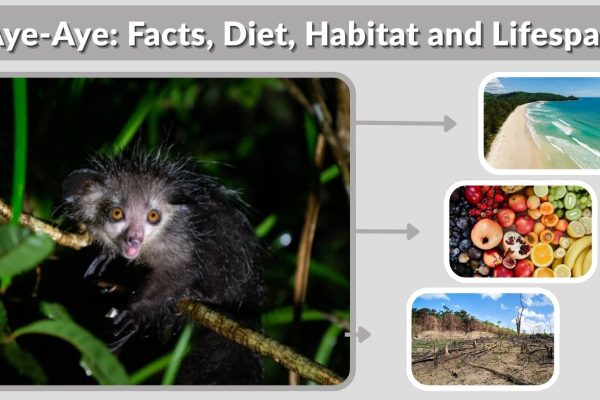 Aye-Aye: Facts, Diet, Habitat and Lifespan