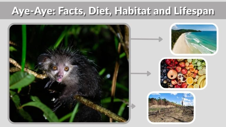 Aye-Aye: Facts, Diet, Habitat and Lifespan