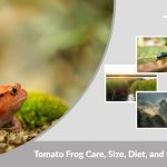 Tomato Frog Care, Size, Diet, and Lifespan Guide