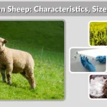 Southdown Sheep: Characteristics, Size, Lifespan & Complete Breed Guide