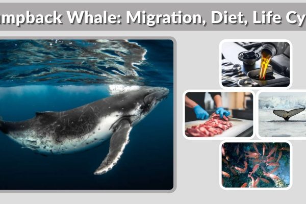 Humpback Whale: Migration, Diet, Life Cycle & Fascinating Facts