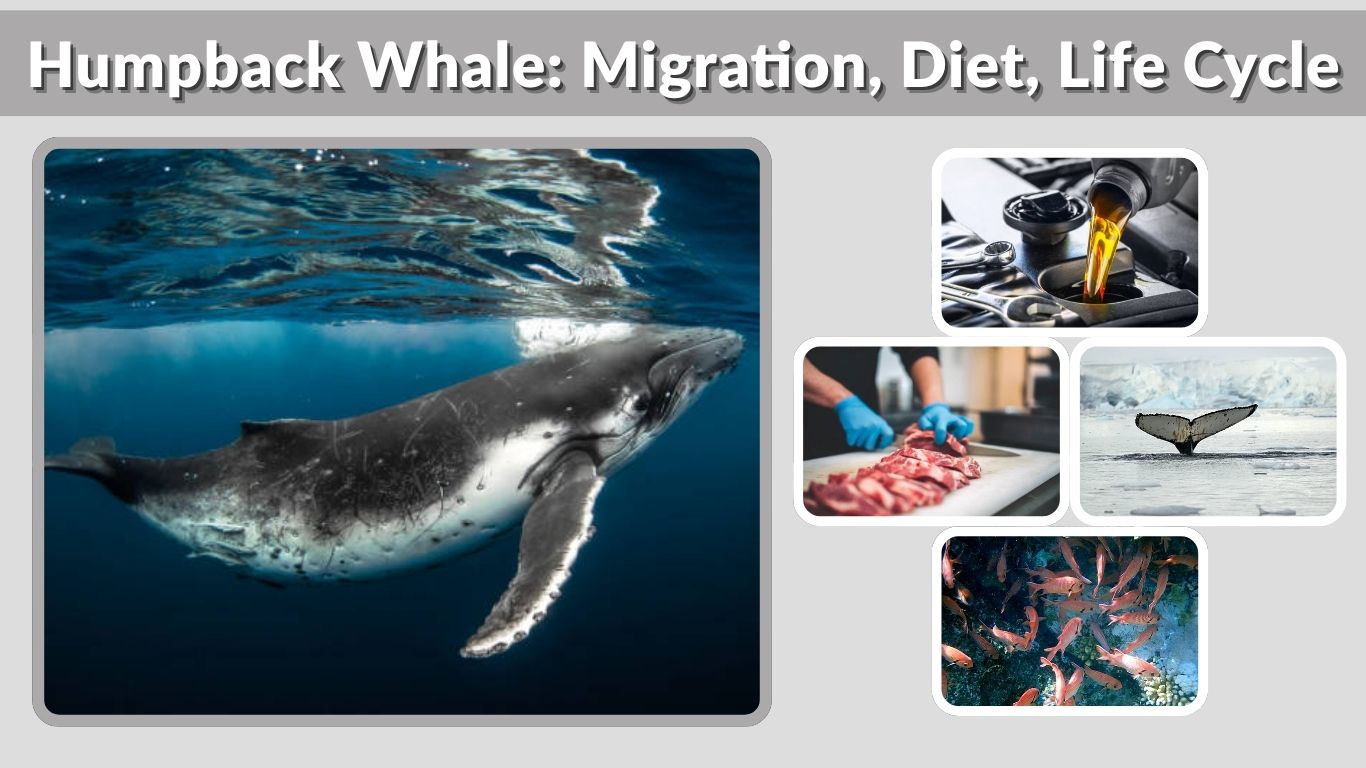 Humpback Whale: Migration, Diet, Life Cycle & Fascinating Facts