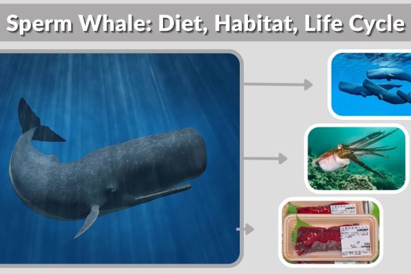 Sperm Whale: Diet, Habitat, Life Cycle & Fascinating Facts
