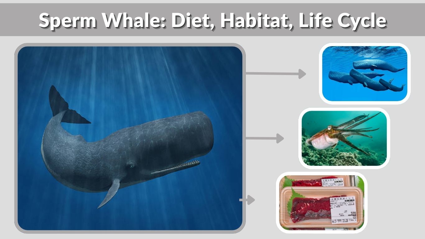 Sperm Whale: Diet, Habitat, Life Cycle & Fascinating Facts