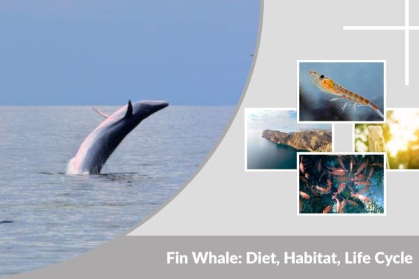 Fin Whale: Diet, Habitat, Life Cycle & Key Facts