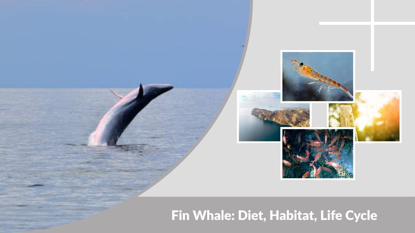 Fin Whale: Diet, Habitat, Life Cycle & Key Facts