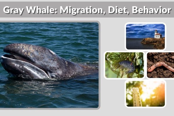 Gray Whale: Migration, Diet, Behavior, Life Cycle & Facts