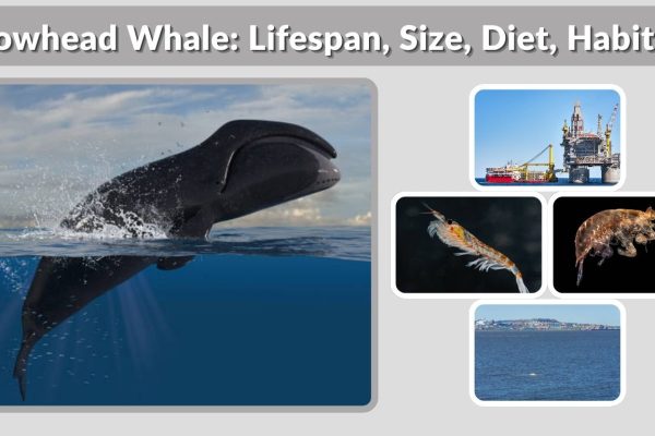 Bowhead Whale: Lifespan, Size, Diet, Habitat & Fascinating Facts
