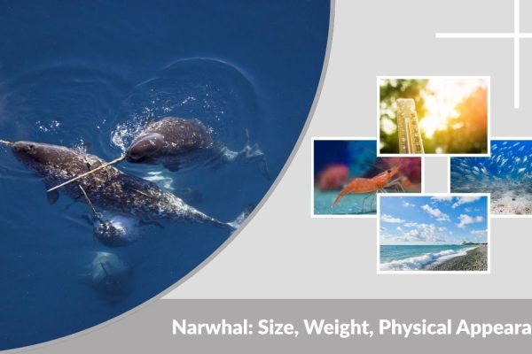 Narwhal: Size, Weight, Physical Appearance & Facet