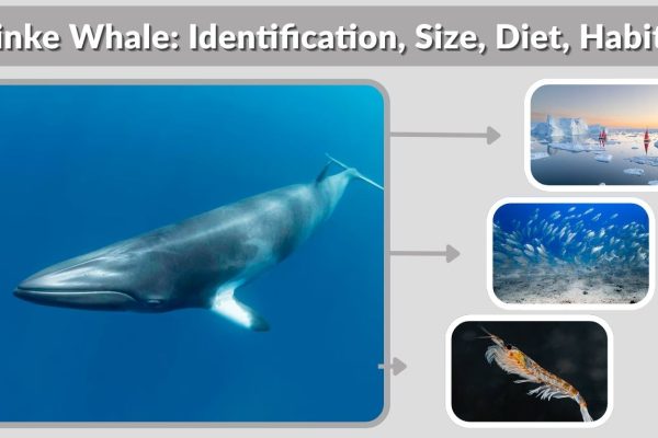 Minke Whale: Identification, Size, Diet, Habitat & Key Facts