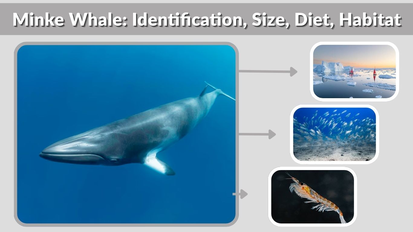 Minke Whale: Identification, Size, Diet, Habitat & Key Facts