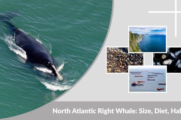 North Atlantic Right Whale: Size, Diet, Habitat, Lifespan & Facts