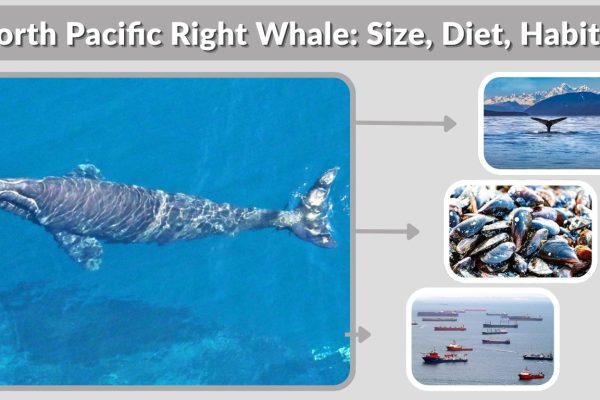 North Pacific Right Whale: Size, Diet, Habitat, Lifespan & Facts