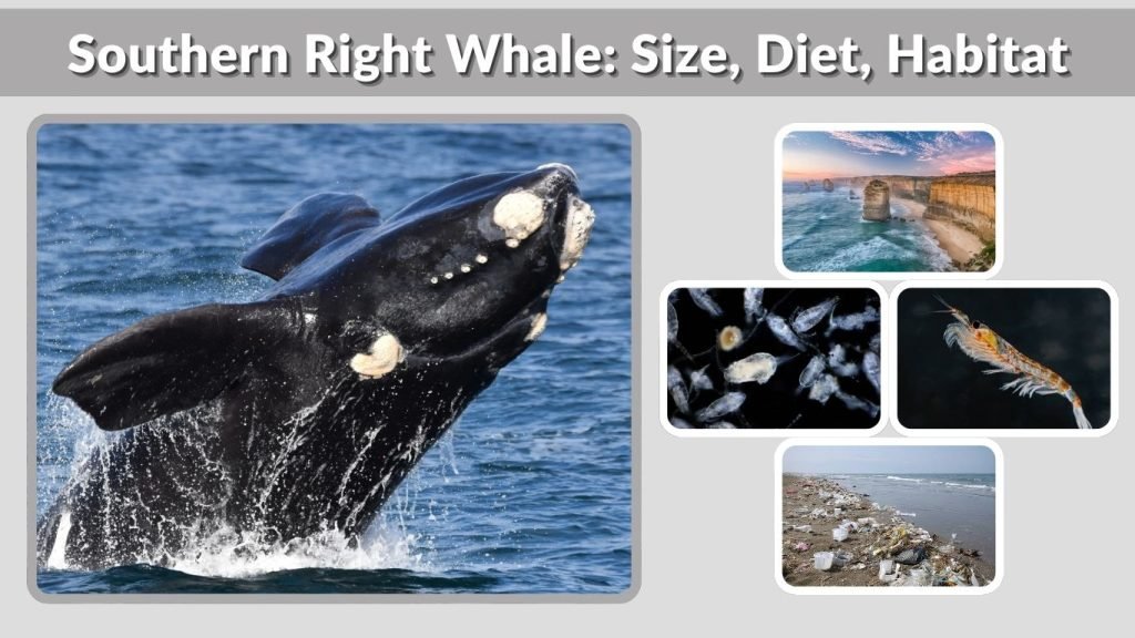 Sperm Whale: Diet, Habitat, Life Cycle & Fascinating Facts