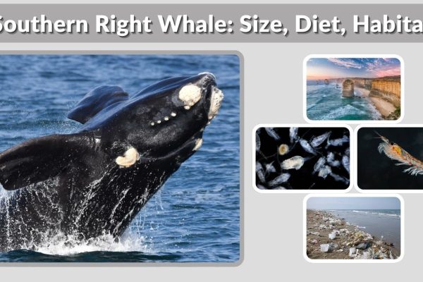 Southern Right Whale: Size, Diet, Habitat, Lifespan & Key Facts