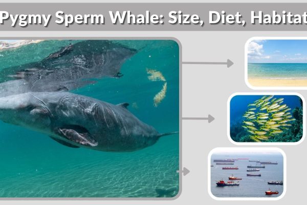 Pygmy Sperm Whale: Size, Diet, Habitat, Lifespan & Facts