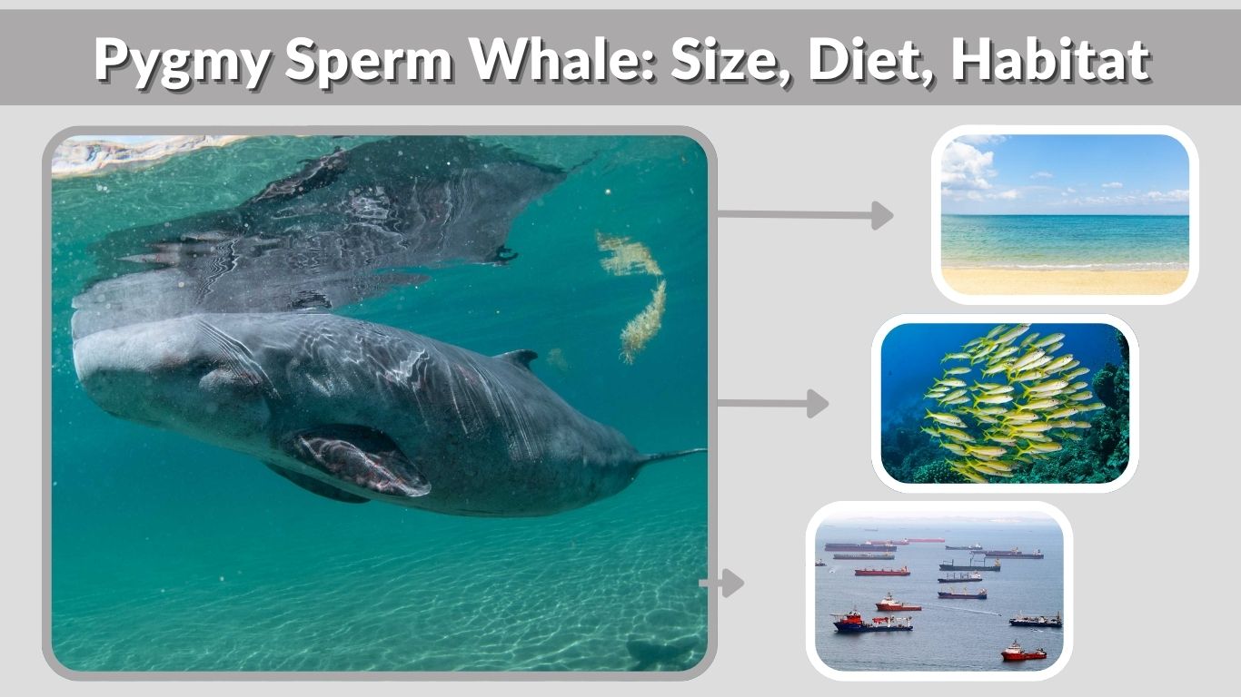 Pygmy Sperm Whale: Size, Diet, Habitat, Lifespan & Facts