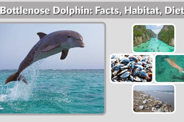 Bottlenose Dolphin: Facts, Habitat, Diet, Lifespan & Life Cycle