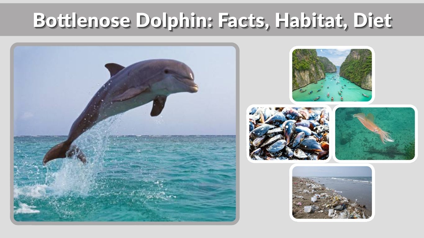 Bottlenose Dolphin: Facts, Habitat, Diet, Lifespan & Life Cycle