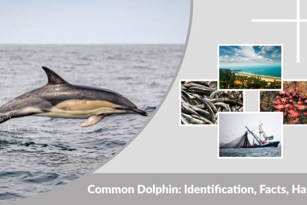 Common Dolphin: Identification, Facts, Habitat, Size, Diet & Comparison