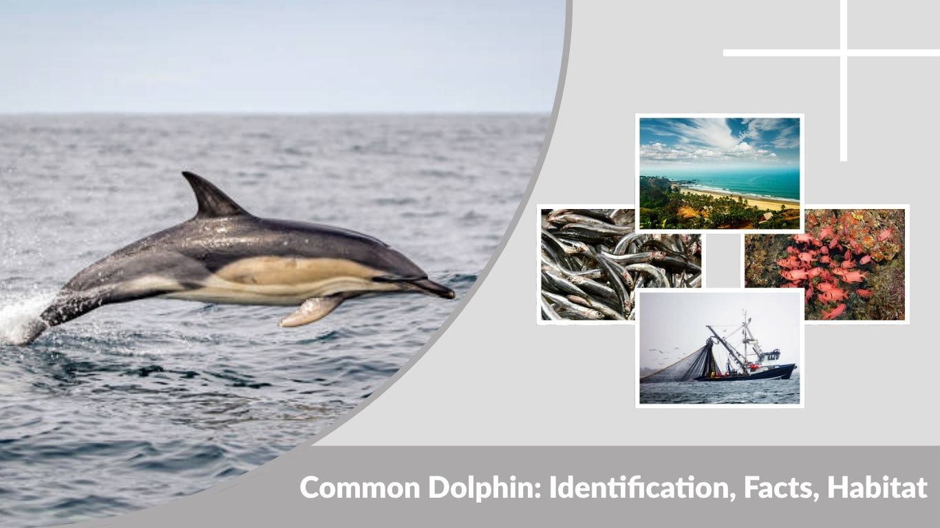 Common Dolphin: Identification, Facts, Habitat, Size, Diet & Comparison