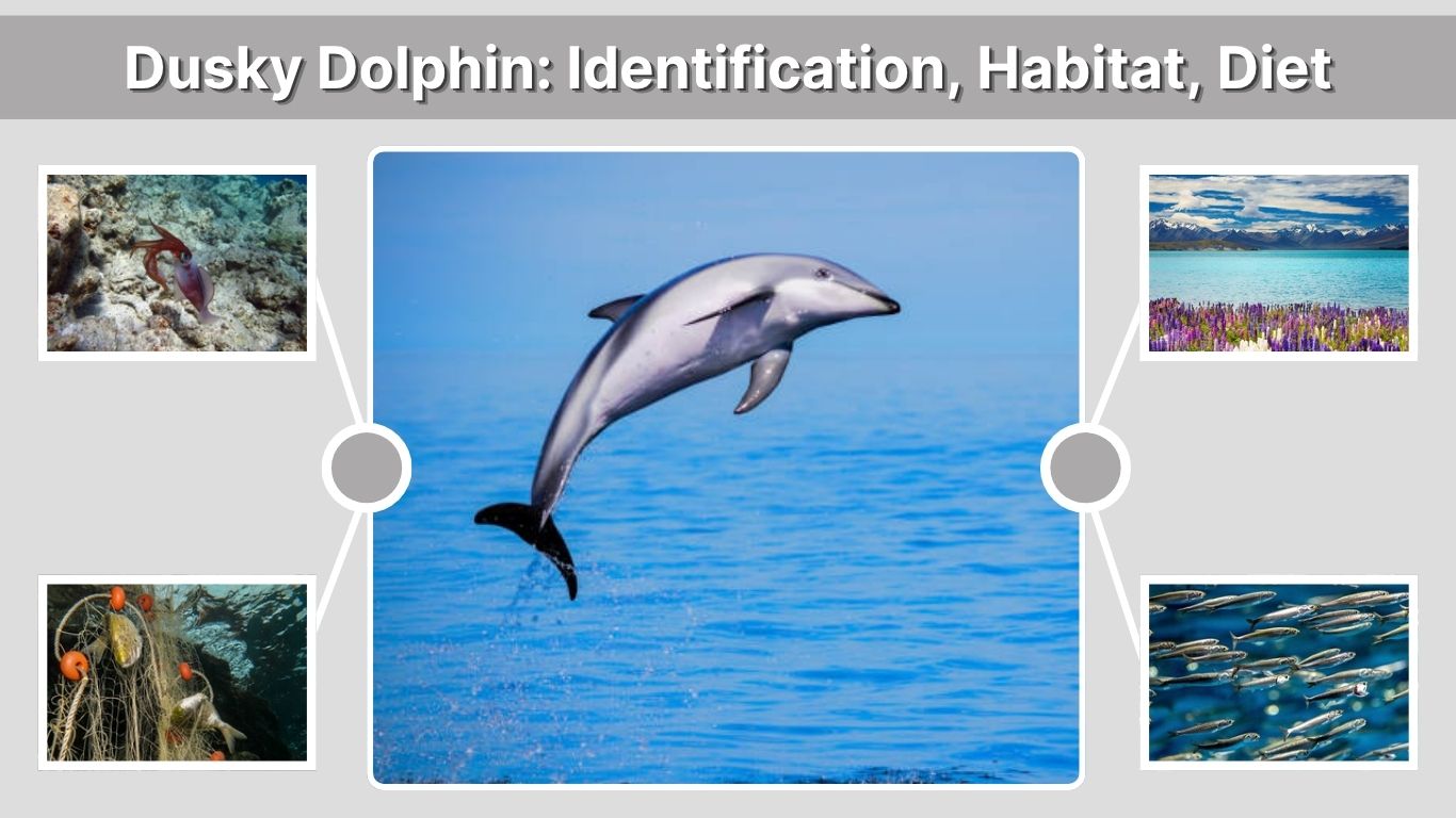 Dusky Dolphin: Identification, Habitat, Diet, Life Cycle & Facts