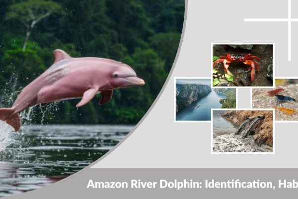 Amazon River Dolphin: Identification, Habitat, Diet and Facts