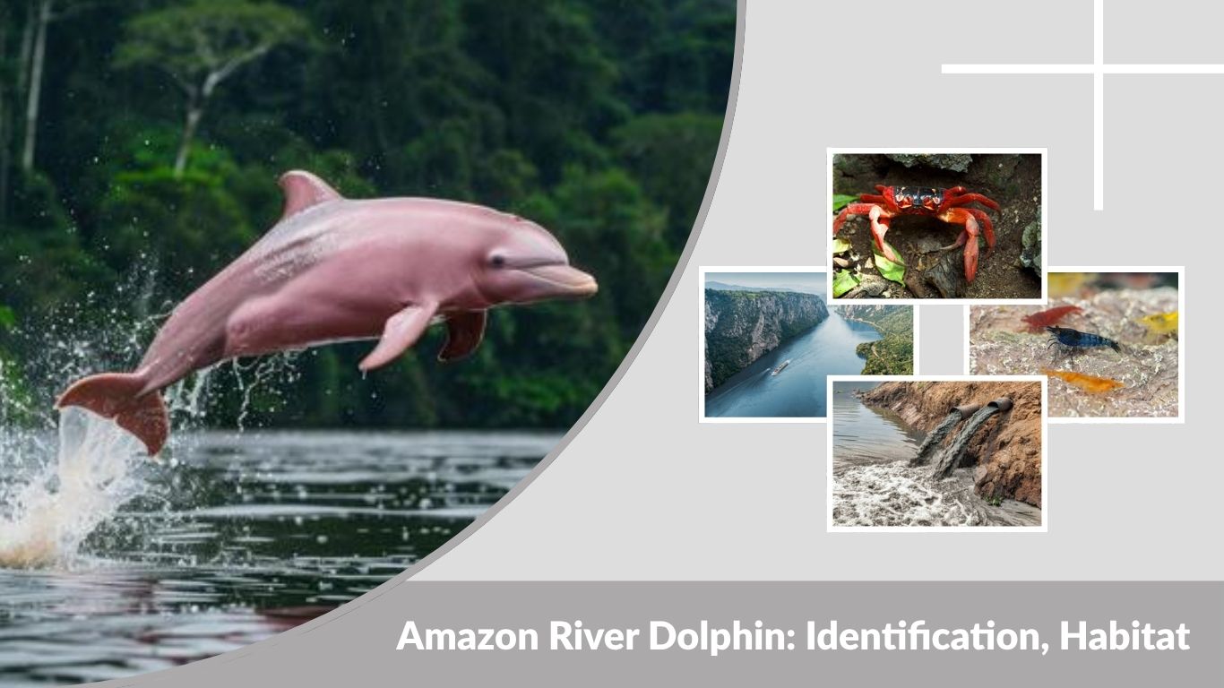 Amazon River Dolphin: Identification, Habitat, Diet and Facts