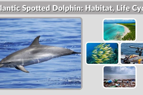 Atlantic Spotted Dolphin: Habitat, Life Cycle, Diet & Facts