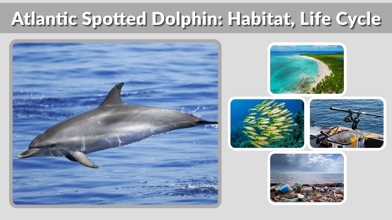 Atlantic Spotted Dolphin: Habitat, Life Cycle, Diet & Facts
