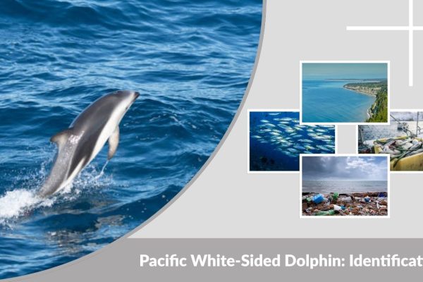 Pacific White-Sided Dolphin: Identification, Habitat, Diet & Facts