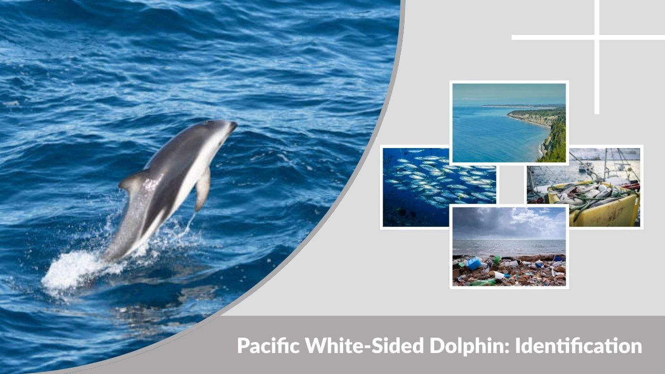 Pacific White-Sided Dolphin: Identification, Habitat, Diet & Facts