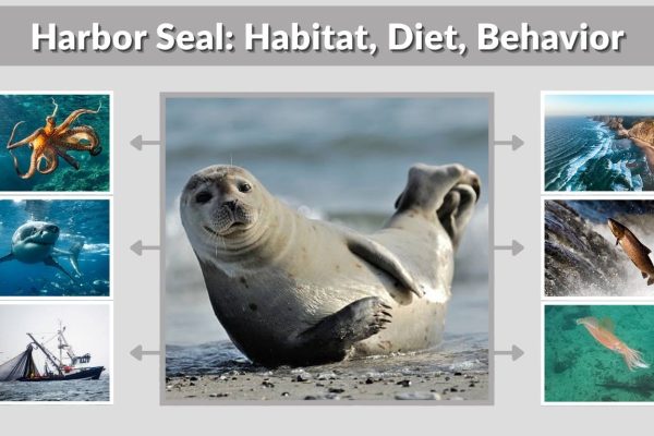Harbor Seal: Habitat, Diet, Behavior and Key Facts