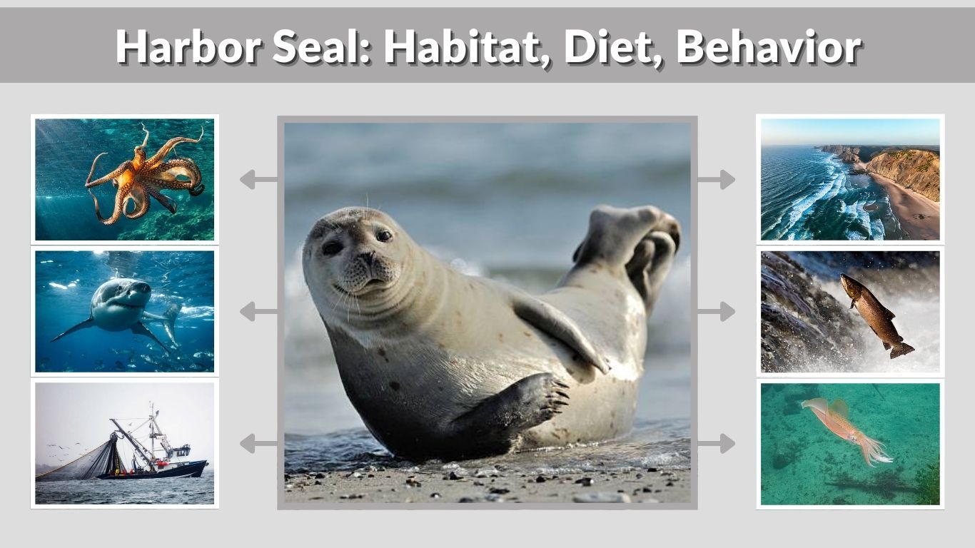 Harbor Seal: Habitat, Diet, Behavior and Key Facts