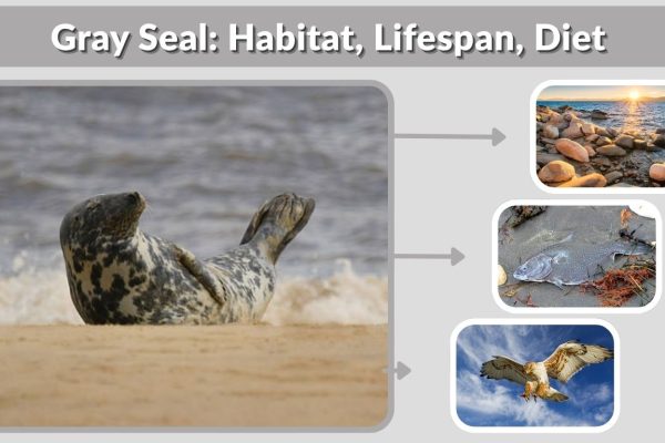 Gray Seal: Habitat, Lifespan, Diet & Fascinating Facts