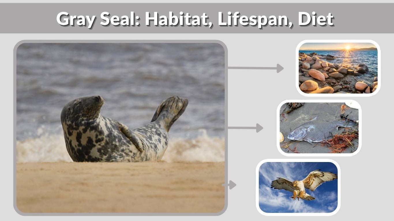 Gray Seal: Habitat, Lifespan, Diet & Fascinating Facts