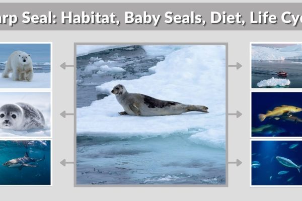 Harp Seal: Habitat, Baby Seals, Diet, Life Cycle & Facts